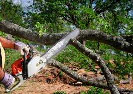 Best Fruit Tree Pruning  in Mcrae Helena, GA