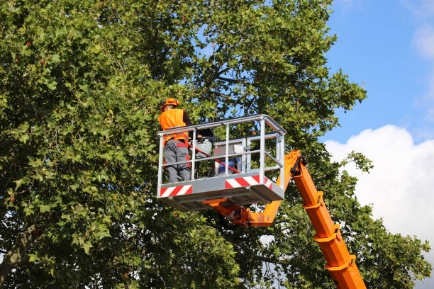 Best Tree Removal  in Mcrae Helena, GA