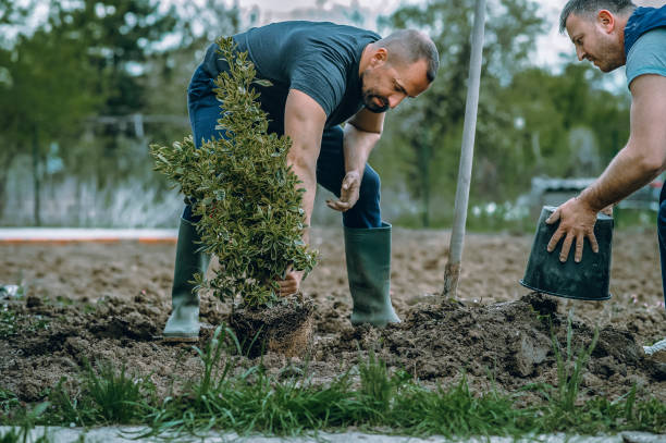Reliable Mcrae Helena, GA Tree Services Solutions