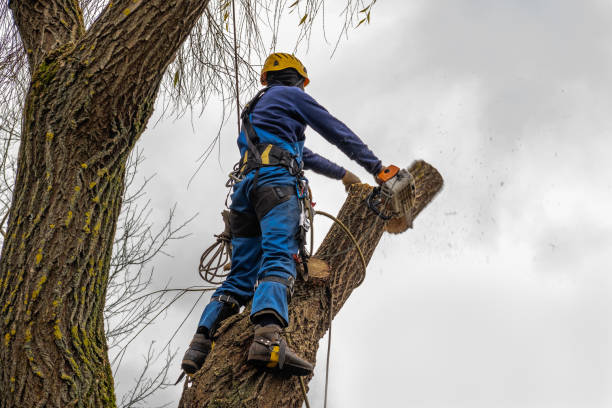 Best Tree Risk Assessment  in Mcrae Helena, GA